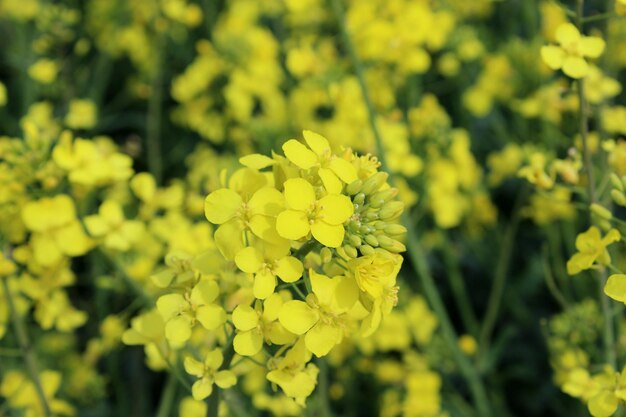 カノラの花のクローズアップ