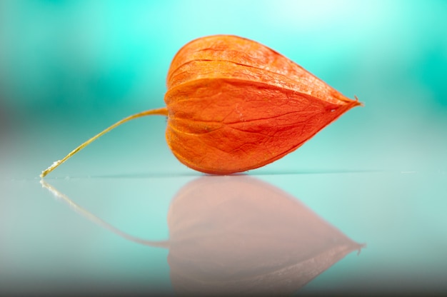 Photo close-up of cape gooseberry. shallow depth of field.