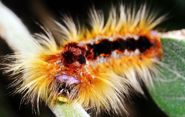 close up of a Cape Lappet moth caterpillar