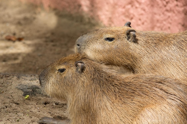 Close up of a Capybara