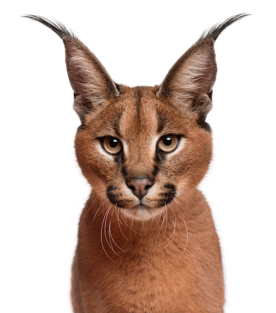 Close-up of Caracal, Caracal caracal, 6 months old,