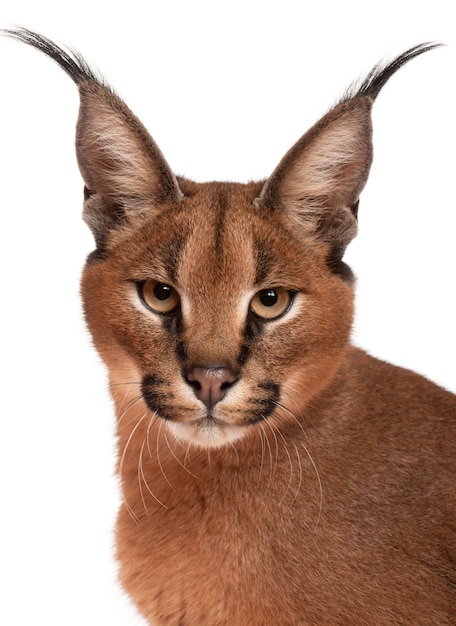 Close-up of Caracal, Caracal caracal, 6 months old,