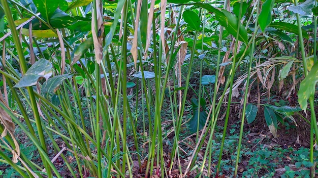 close up of cardamom plant