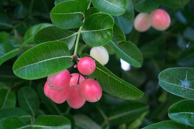 Foto prossimo piano dei frutti di carissa carandas sull'albero