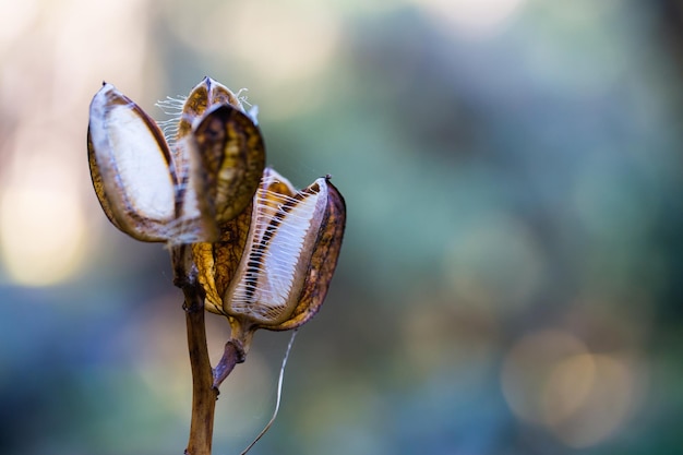 Photo close-up of carnivorous plants