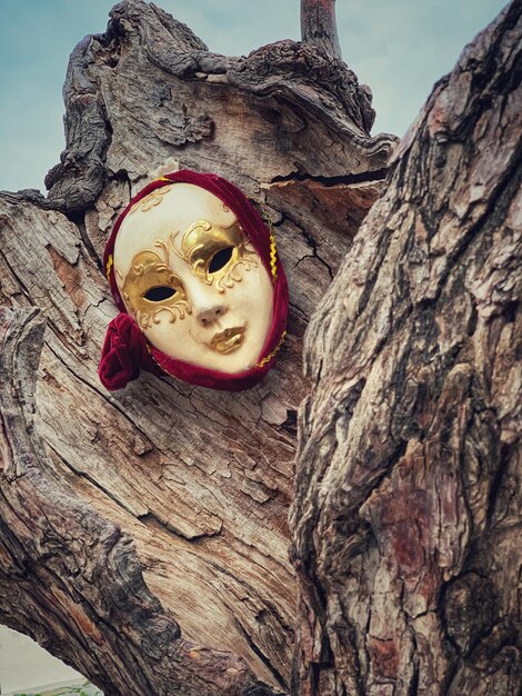 Photo close-up of carving on tree trunk