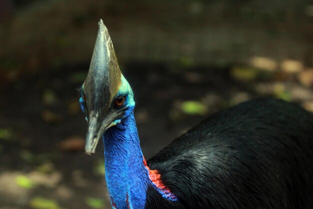 Photo close-up of cassowary looking away