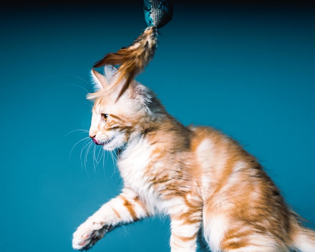 Photo close-up of a cat against blue background