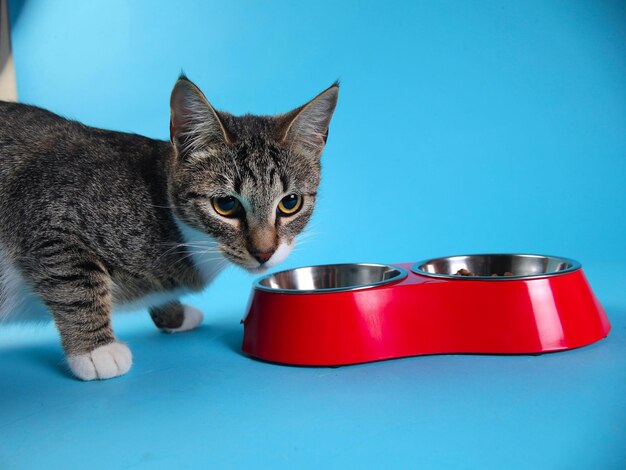 Close-up of a cat against blue background