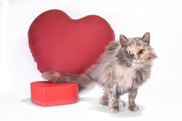 Close-up of cat against white background