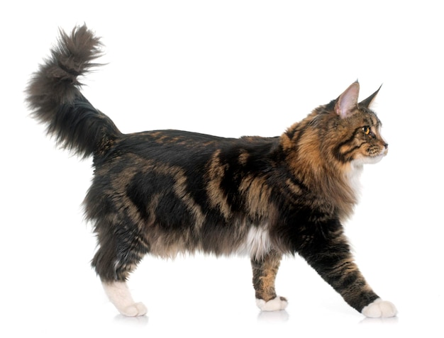 白い背景の猫のクローズアップ