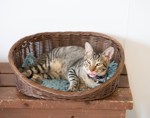 Photo close-up of cat in basket