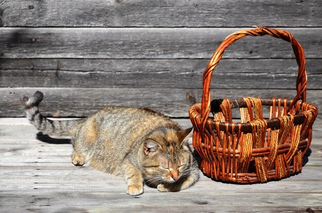 Photo close-up of a cat in basket