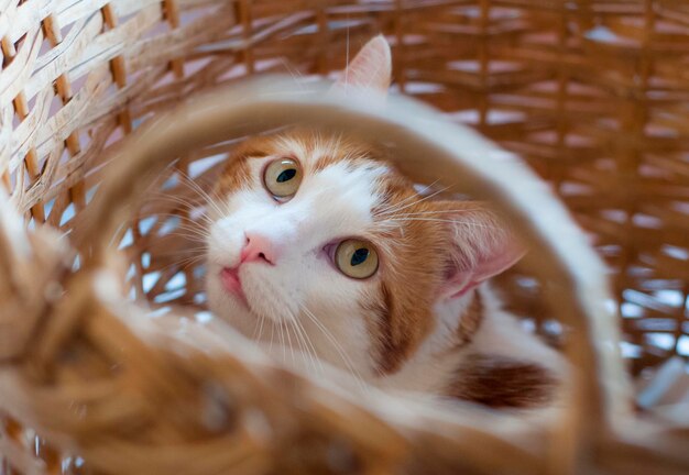 Photo close-up of cat in basket