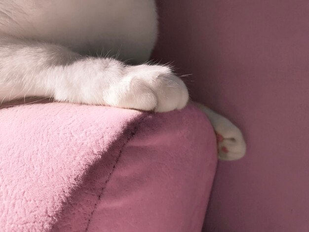 Close-up of cat on bed