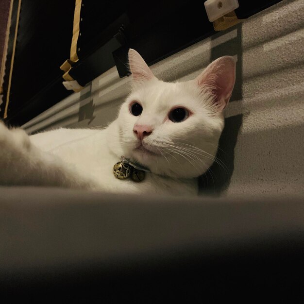 Photo close-up of a cat on bed