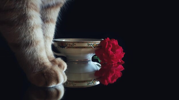 Close-up of a cat over black background