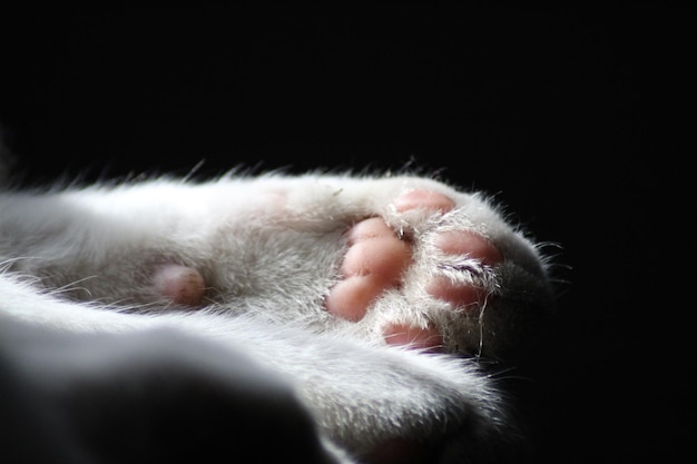 Photo close-up of a cat over black background