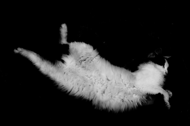 Photo close-up of a cat over black background