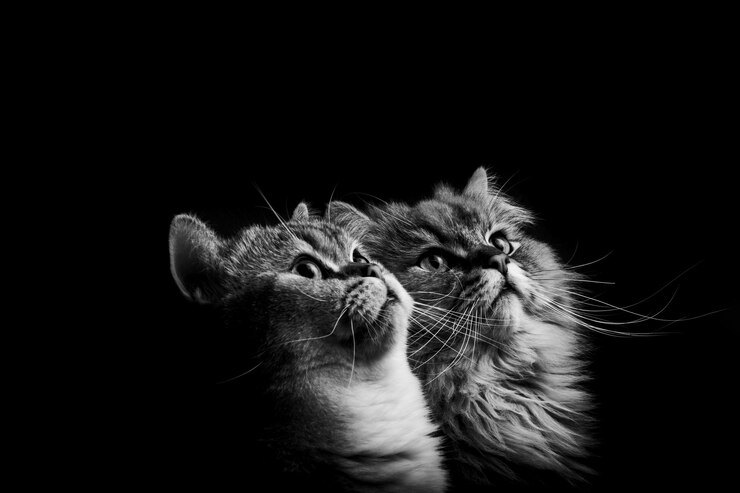 Фотография клоуз-ап кошки на черном фоне