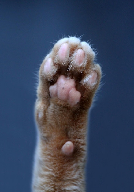 Foto close-up di un gatto su uno sfondo blu