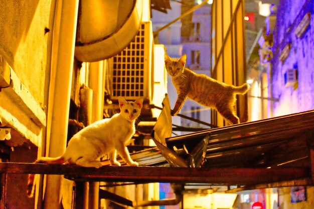 Close-up of cat on built structure at night