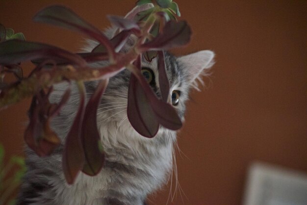 Photo close-up of cat by plant