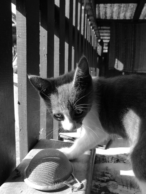 Photo close-up of cat by railing