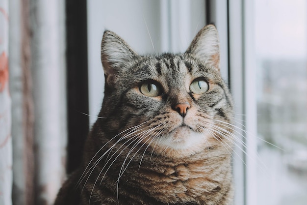 窓の近くの猫のクローズアップ