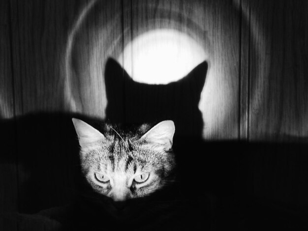 Photo close-up of cat by wooden wall in darkroom