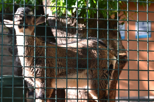 Photo close-up of cat in cage at zoo