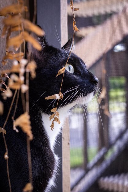 に閉じ込められた猫のクローズアップ