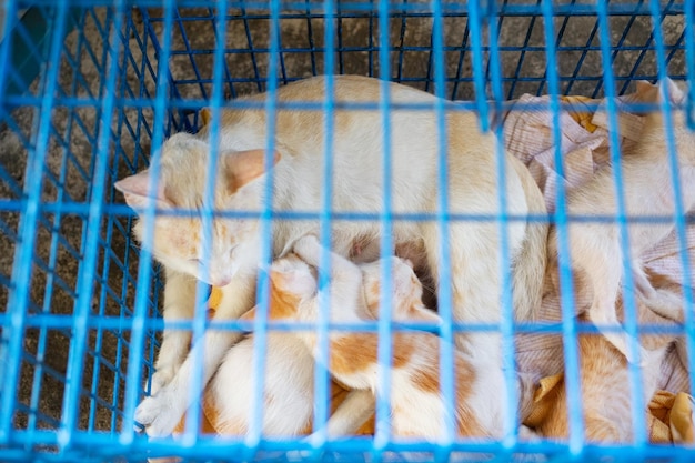 Foto close-up di un gatto in gabbia