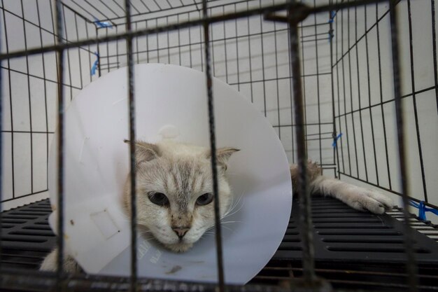 Close-up of cat in cage