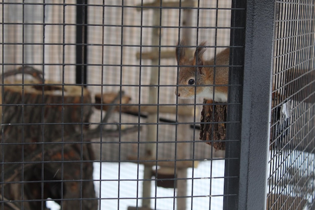 Close-up of cat in cage