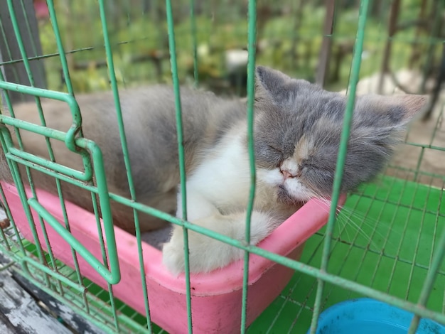 Close-up of cat in cage