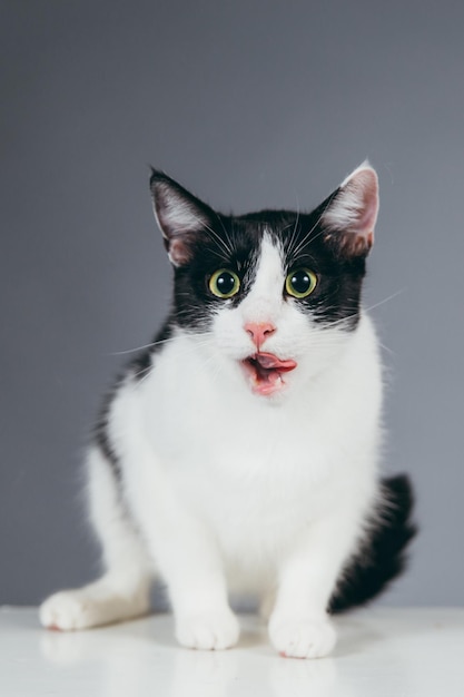 灰色の背景に立方体上の猫のクローズアップ