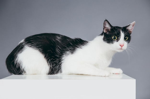 灰色の背景に立方体上の猫のクローズアップ
