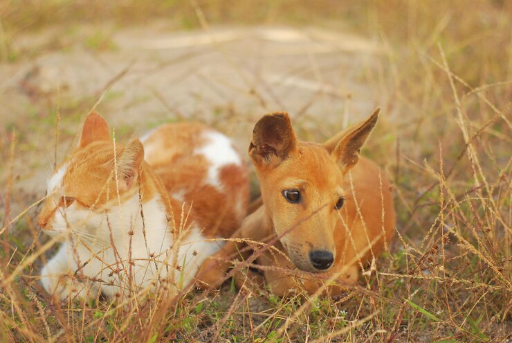 फोटो close-up of cat and dog resting on field