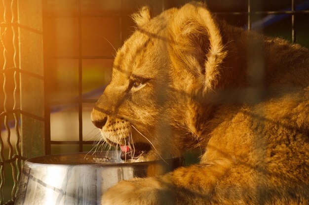 Foto close-up di un gatto che beve da un bicchiere nello zoo