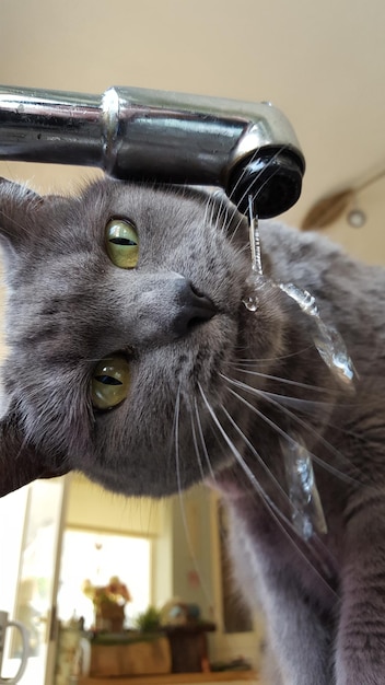 Клоуз-ап кошки, пьющей воду из крана дома