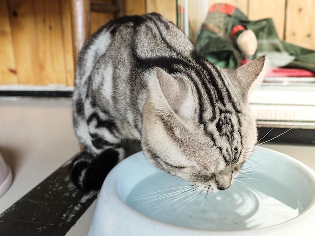 Photo close-up of a cat drinking water