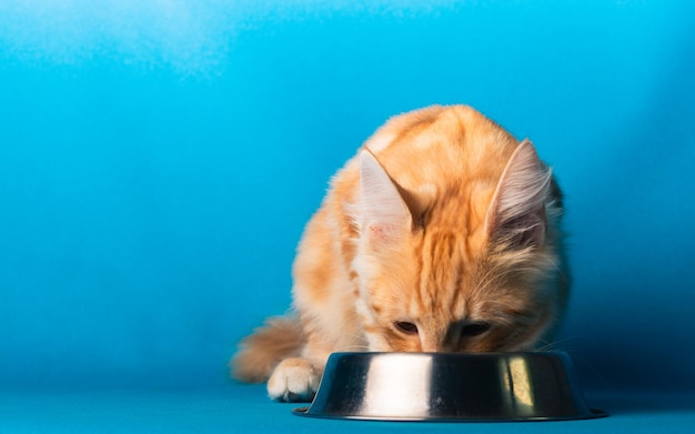 Close-up of a cat drinking water