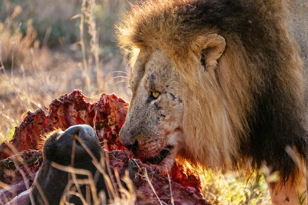 Close-up of cat eating