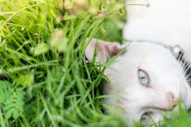 緑の草の上で猫目を閉じます