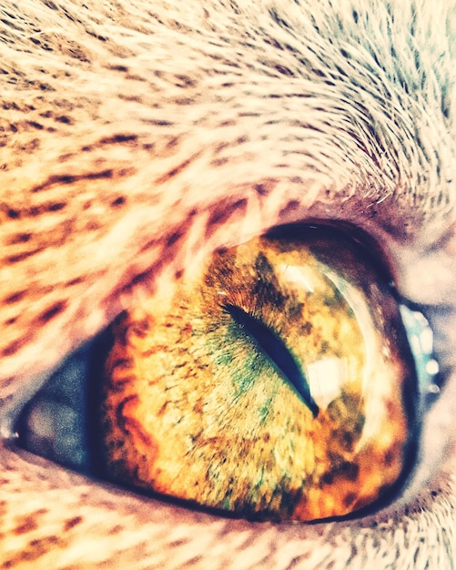 Foto prossimo piano dell'occhio di gatto
