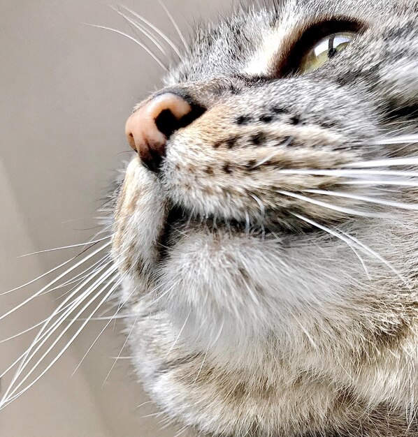 Foto close-up della faccia del gatto da sotto