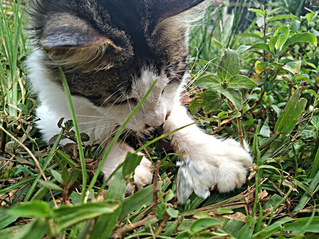 Close-up of a cat on field