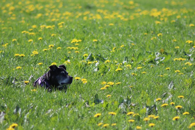 Close-up of cat on field