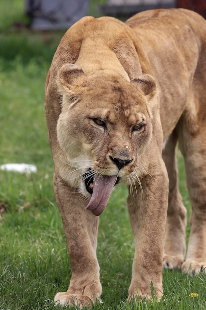 フィールドの猫のクローズアップ